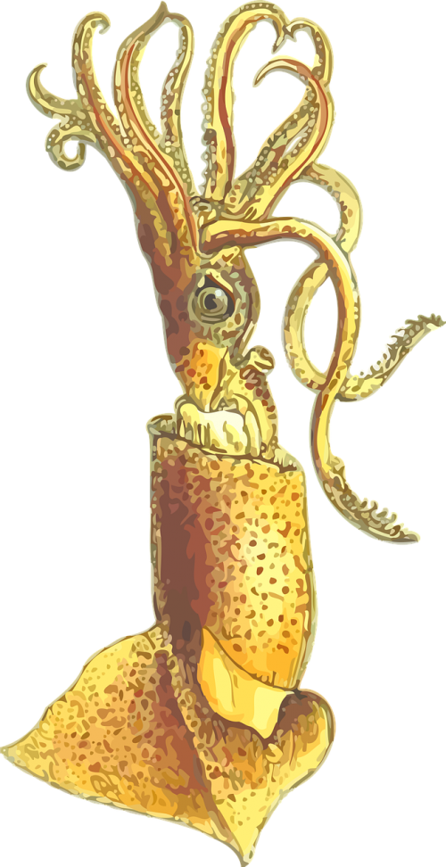 animal mollusc squid