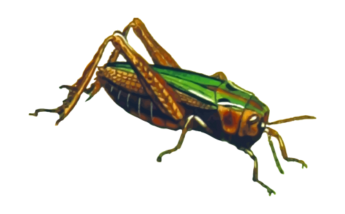 animal cricket grass