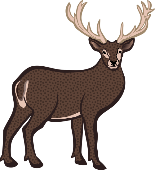 animal deer hirsch