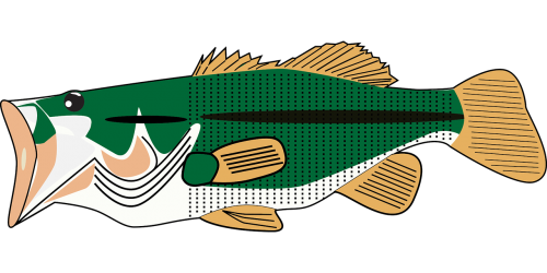animal bass fish
