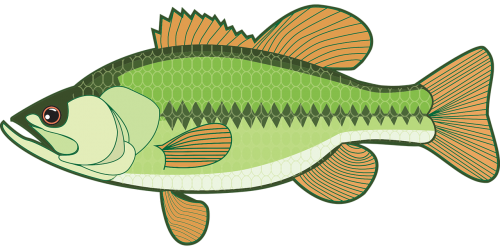 animal bass fish