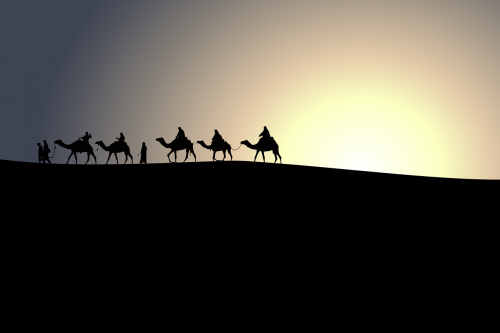 animal camels caravan