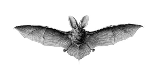 animal bat flight
