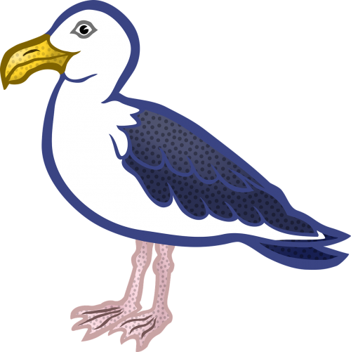 animal bird gull