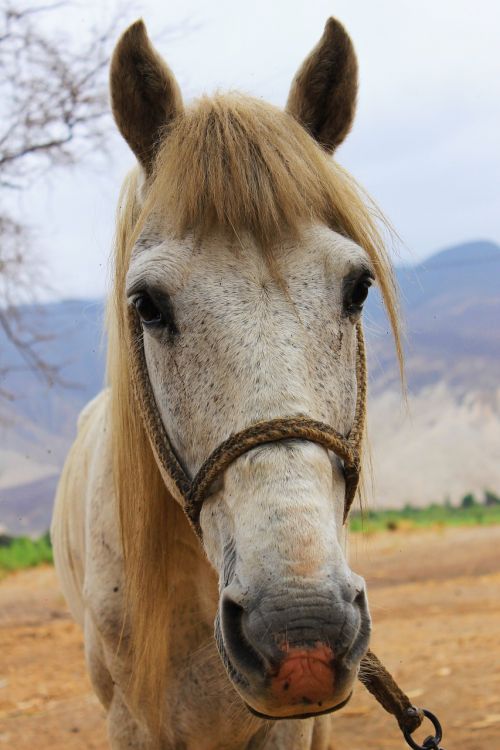 animal horse nature