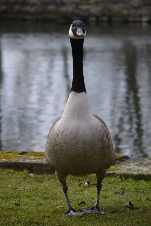 animal bird swan