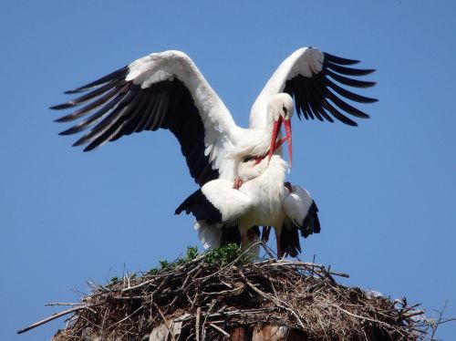 animal stork bird