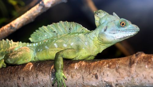 animal reptile green iguana