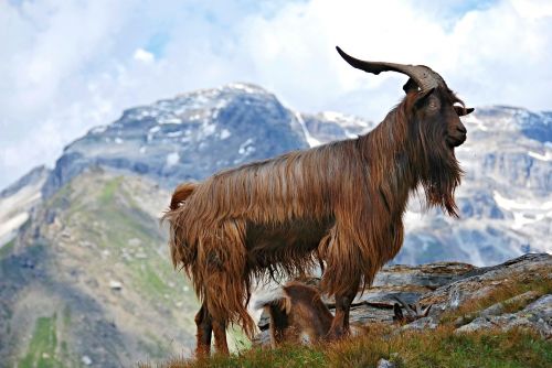 animal livestock goat
