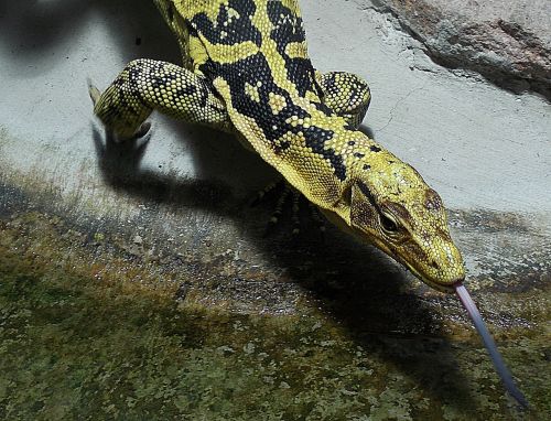 animal lizard monitor