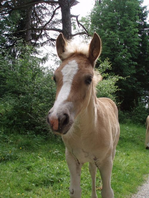 animal horse foal