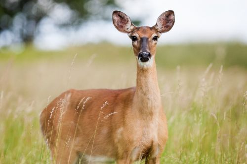roe deer capreolus capreolus animal