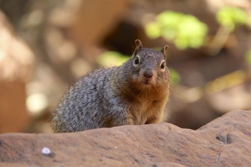 grey squirrel animal nature