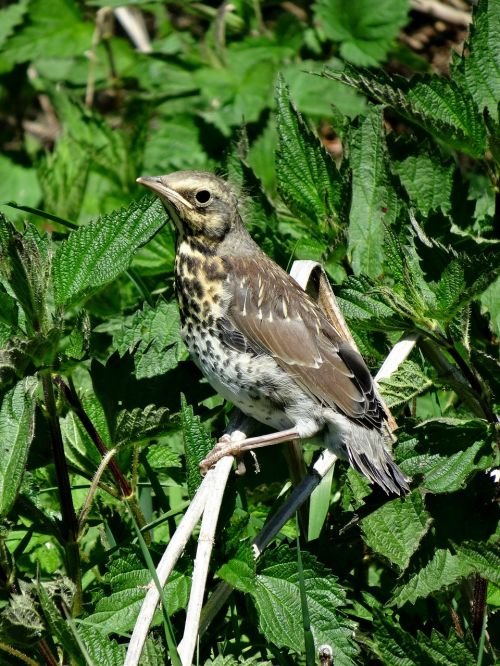 animal bird nature