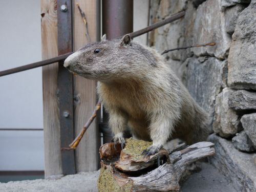 animal marmot euarchontoglires