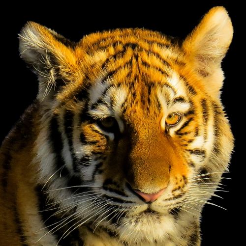 animal tiger tiger head