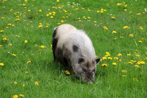 animal pig meadow