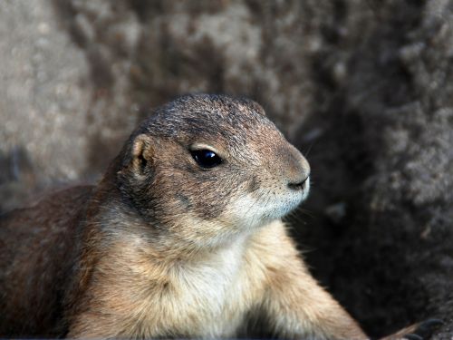 animal prairie dog sciurids