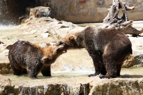 animal wildlife bears