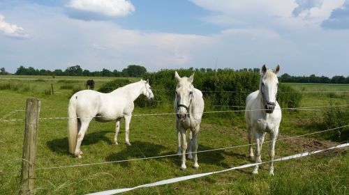 animal horses mold