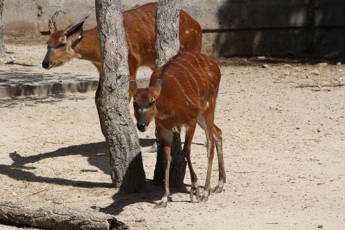 bongo drum antelope animal