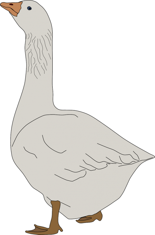 animal bird goose