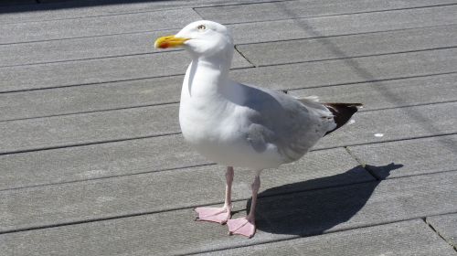 animal bird seagull