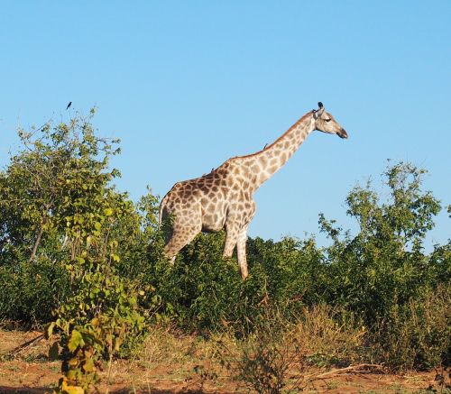 animal giraffe africa