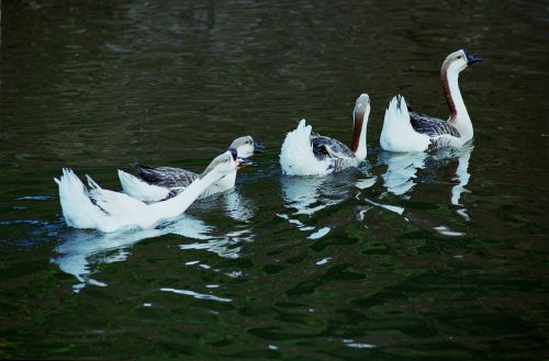 animal background beak