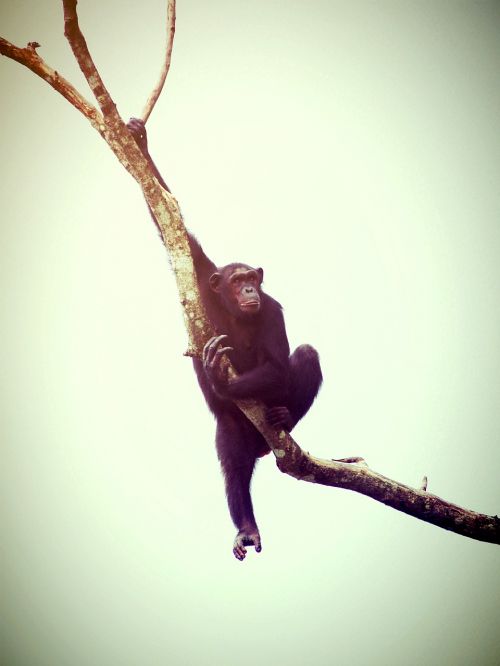 animal monkey chimp