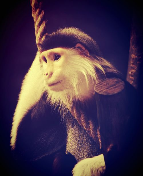 animal monkey chimp