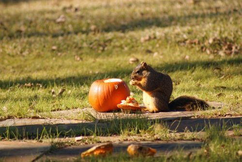 animal squirrel pumpkin