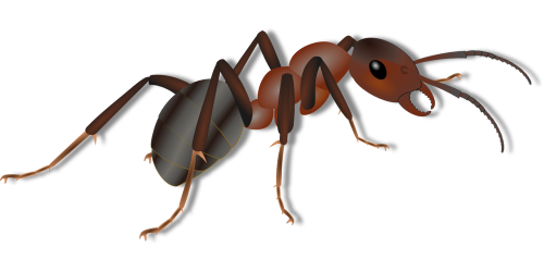 animal ant insect