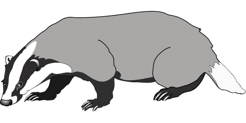 animal badger mammal
