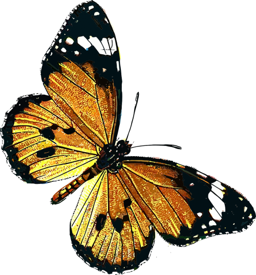 animal butterfly insect