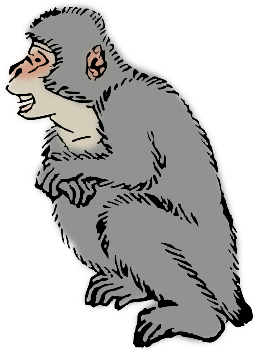 animal macaque monkey