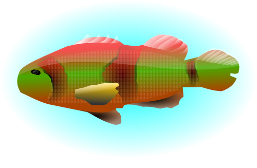 animal colorful fish
