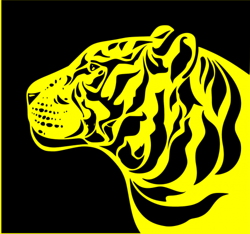 animal tiger sumatran tiger