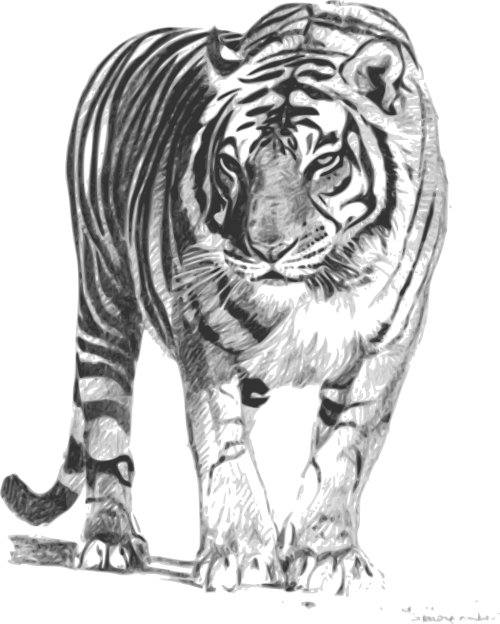 animal tiger sumatran tiger
