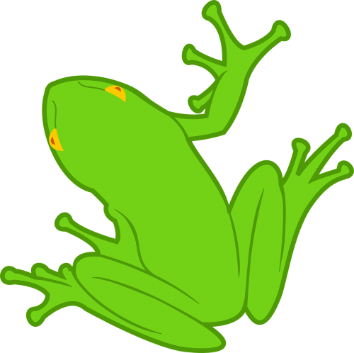 animal amphibian frog