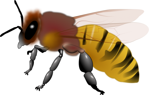 animal bee honey