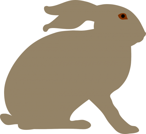animal hare rabbit