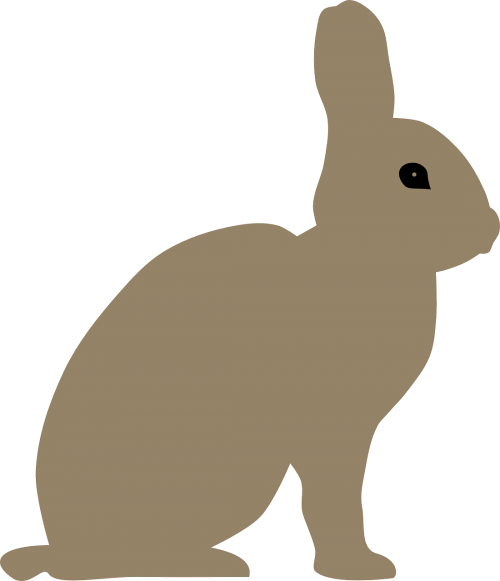 animal rabbit bunny