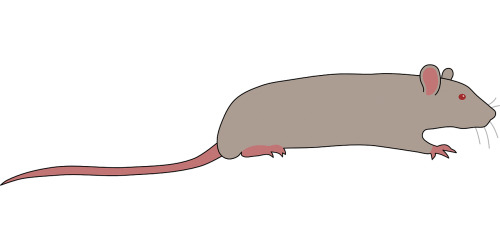 animal rat mouse