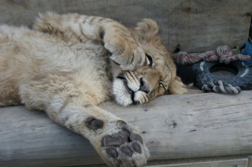 lion animal cat