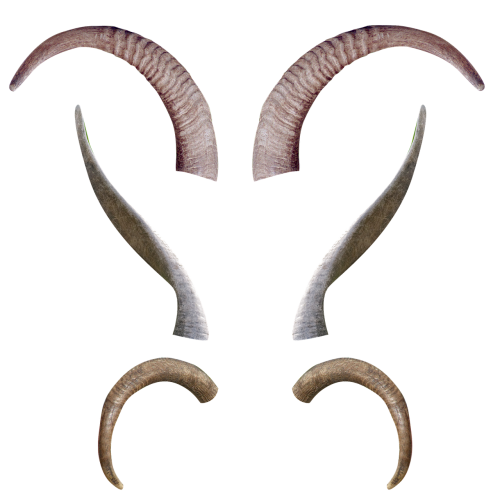 animal horns antlers