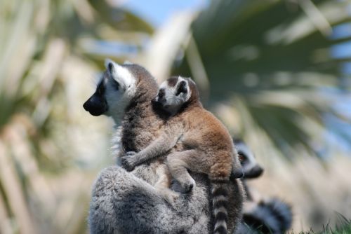 animal lemur nature