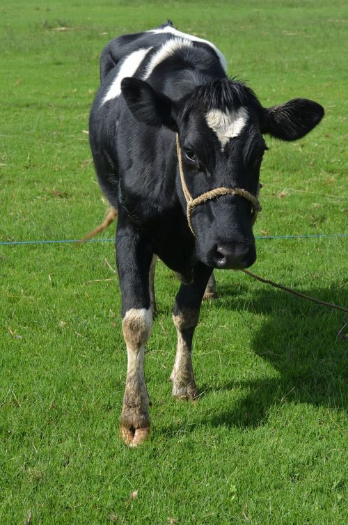 animal cow livestock