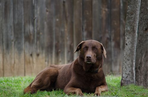 animal dog brown