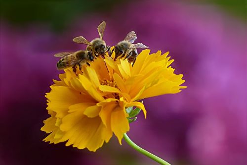 animal insect honey bee